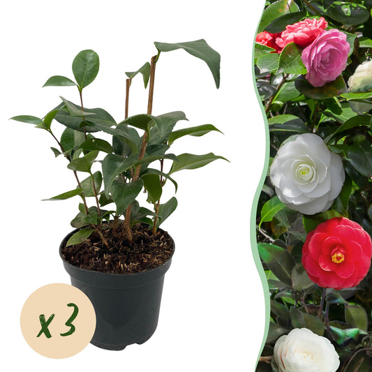 Kamelie Camellia japonica Tricolour – Strauch – Winterhart – Blüte Rosa, Weiß & Rot – 3 Pflanzen – Immergrün – 15 cm Höhe 30 cm 