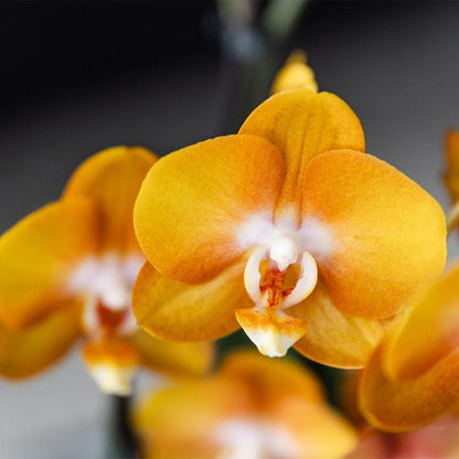 Kolibri Orchids | orange Orchideen-Set im Schilfkorb inkl. Wassertank | drei orange Orchideen Las Vegas 12cm | Mono Bouquet orange mit autarkem Wassertank. 
