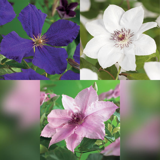 Kletterpflanze Clematis Tricolour – Mehrfarbige Blüten Rosa Weiß Lila – Wenig Pflege – 3 Pflanzen – 11 cm Höhe 40 cm – Für Garten, Balkon & Pergolen 