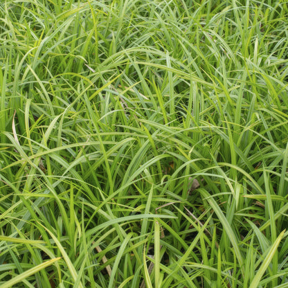 Grünblättrige Segge Carex morrowii 'Irish Green' – ↕10-25cm – Ø9cm – 40 Pflanzen – Bodendecker – Immergrün – Pflegeleicht – Schattentauglich