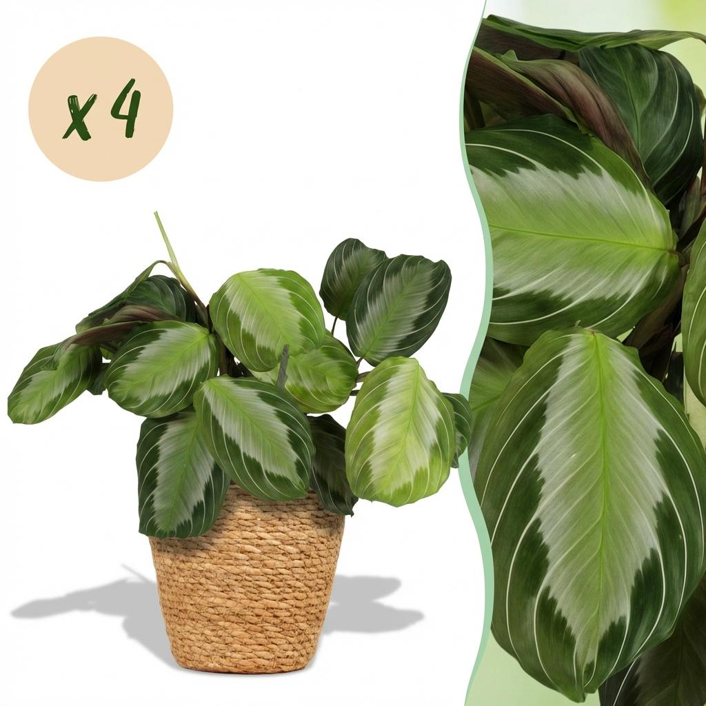 Green boutiQ - Zimmerpflanze - Maranta Fascinator Silverband - Gebetspflanze - Haustierfreundliche Pflanze - Grün - 4 Pflanzen - mit Korb - Topf 12cm - Höhe 25cm 