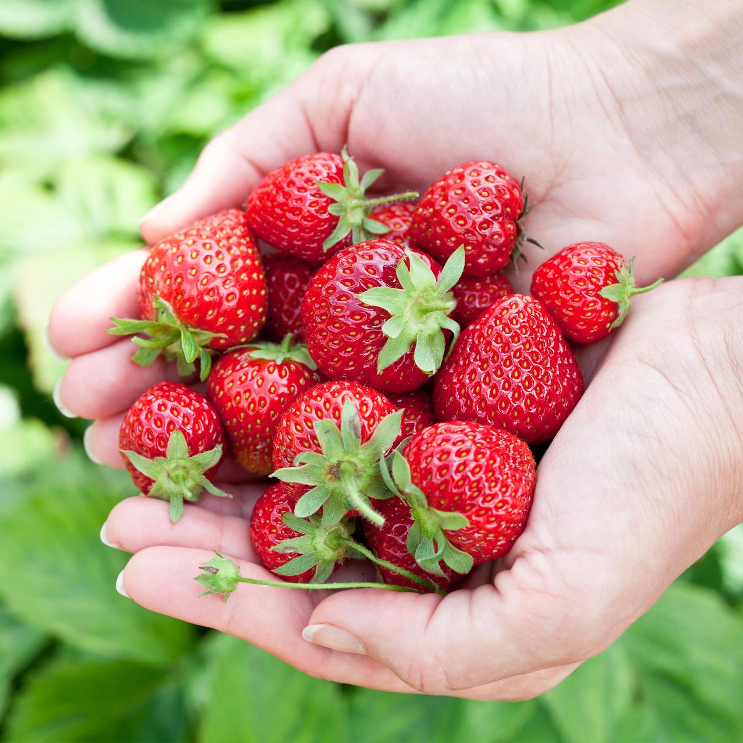 Erdbeere Fragaria Elvira winterhart 3 Pflanzen Höhe 30cm Ø9cm – Rote Erdbeere für Beet Balkon & Topf – Pflegeleichte Obstpflanze mit hohem Ertrag 