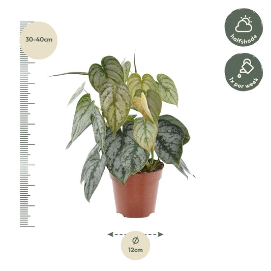 Baumfreund - Philodendron Brandtianum - Zimmerpflanze - 30cm - ø12cm
