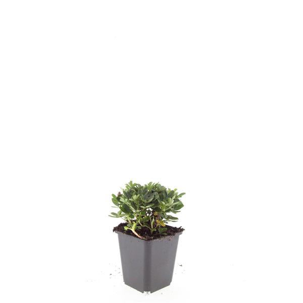 Potentilla tridentata 'Nuuk' – 24 Pflanzen – ↕10-25 cm – Ø9 cm – Winterharter Fingerstrauch – Immergrün & Pflegeleicht – Bienenfreundlich – Steingarten & Beete 