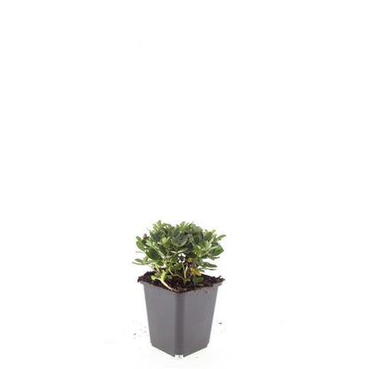 Potentilla tridentata 'Nuuk' – 24 Pflanzen – ↕10-25 cm – Ø9 cm – Winterharter Fingerstrauch – Immergrün & Pflegeleicht – Bienenfreundlich – Steingarten & Beete 