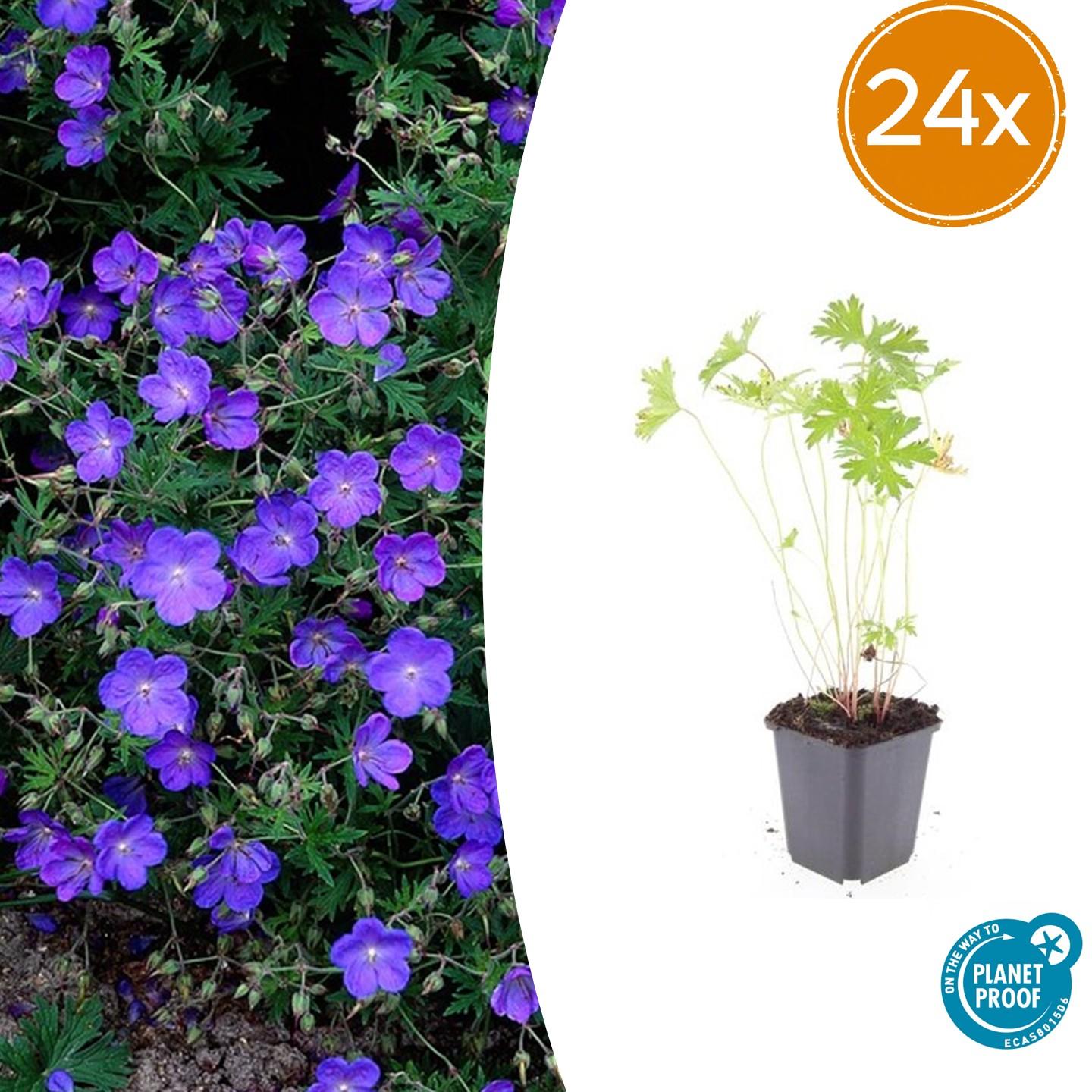 Geranium 'Johnson's Blue' – 24 Pflanzen – ↕10-25cm – Ø9cm – Leuchtend blaue Sommerblüten – Winterhart & pflegeleicht – Für Beete, Rabatten & Steingärten 