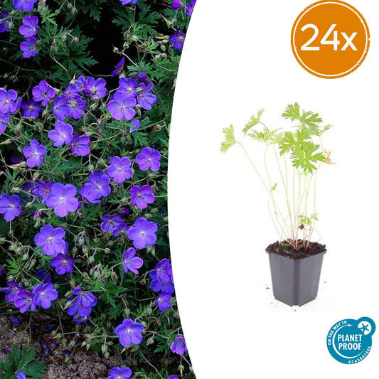 Geranium 'Johnson's Blue' – 24 Pflanzen – ↕10-25cm – Ø9cm – Leuchtend blaue Sommerblüten – Winterhart & pflegeleicht – Für Beete, Rabatten & Steingärten 
