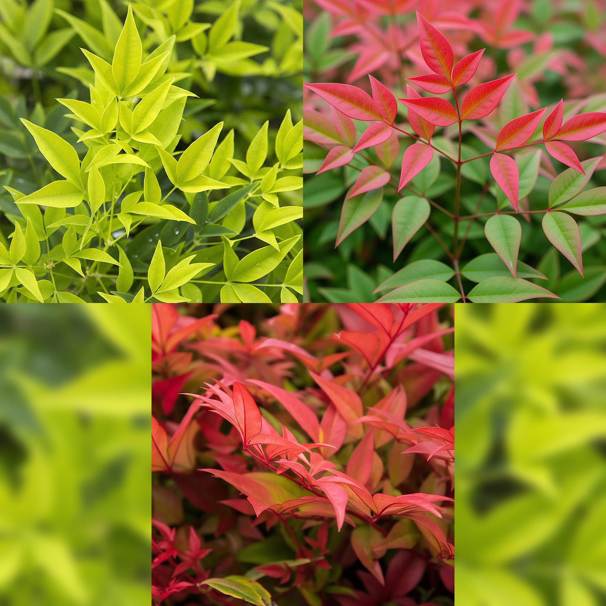 GreenboutiQ - Gartenpflanze - Nandina Tricolour - Gelb & Rot & Orange - 3 Pflanzen - Immergrün - Wenig Pflege - Topf 17cm Höhe 45cm 