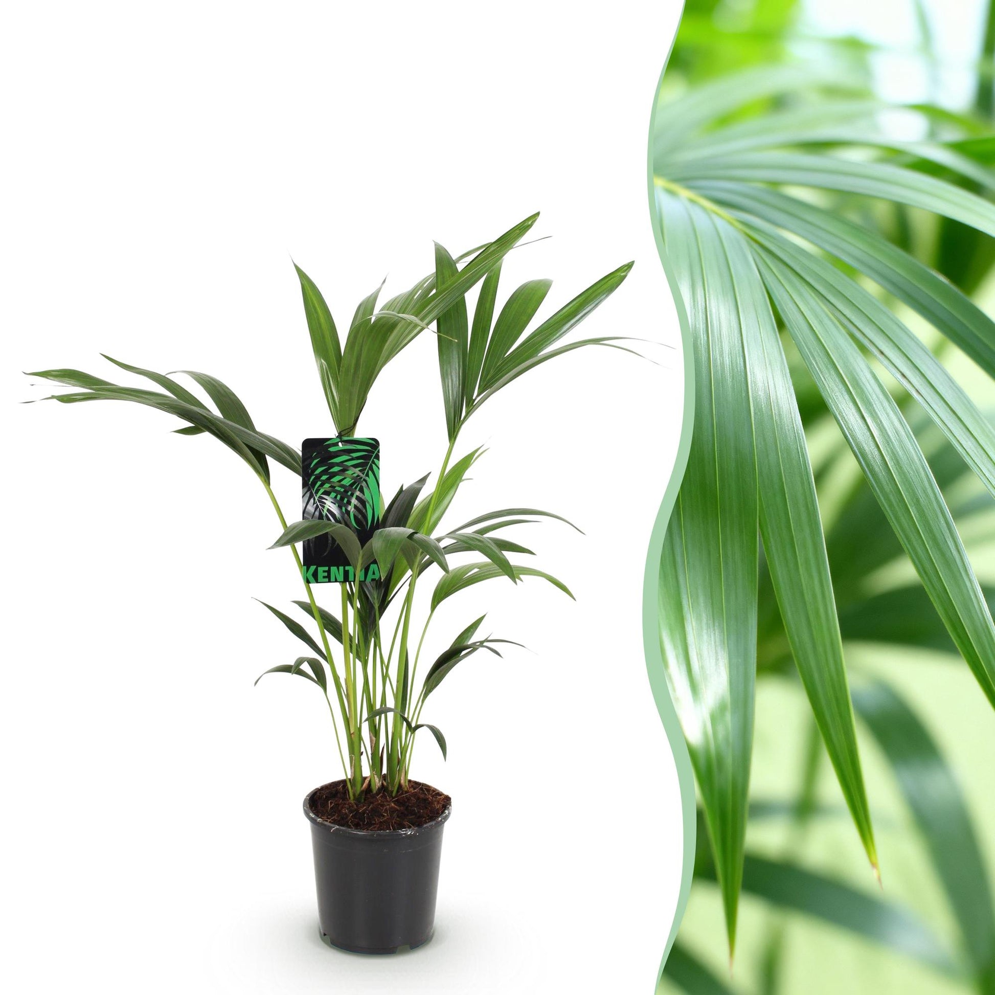 Howea Forsteriana – Kentia-Palme – 70–75cm – 17cm – Pflegeleichte Zimmerpalme mit eleganten Wedeln – Tropische, luftreinigende Grünpflanze für moderne Innenräume 