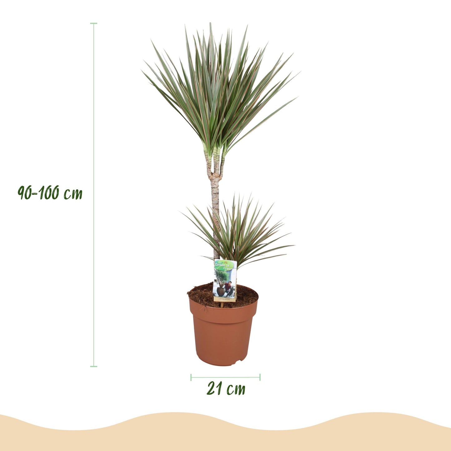 Green boutiQ - Zimmerpflanzen - Dracaena Marginata Bicolor - Drachenbaum - Wenig Pflege - Grün - braun - 1 Pflanze - Topf 21cm - Höhe 90-100cm 
