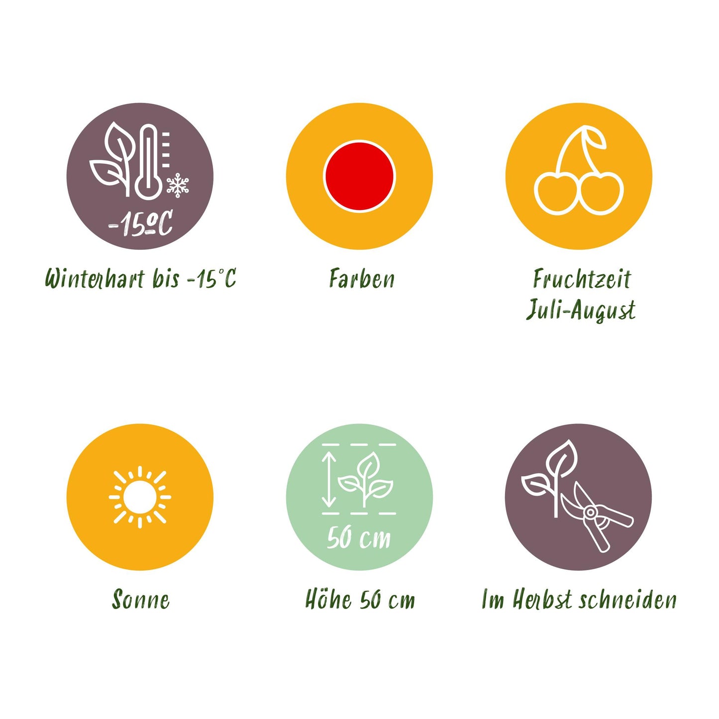 GreenboutiQ - Obstpflanzen - Erdbeere - Fragaria Maxim - Winterhart - 3 Pflanzen - Topf 9 cm - Rote Erdbeere 