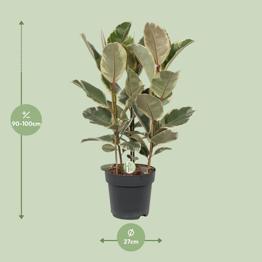 Gummibaum – Ficus Tineke – Zimmerpflanze – Ø27 cm Topf – Ca. 85 cm hoch – Zweifarbige Blätter in Creme & Grün – Pflegeleicht & dekorativ 