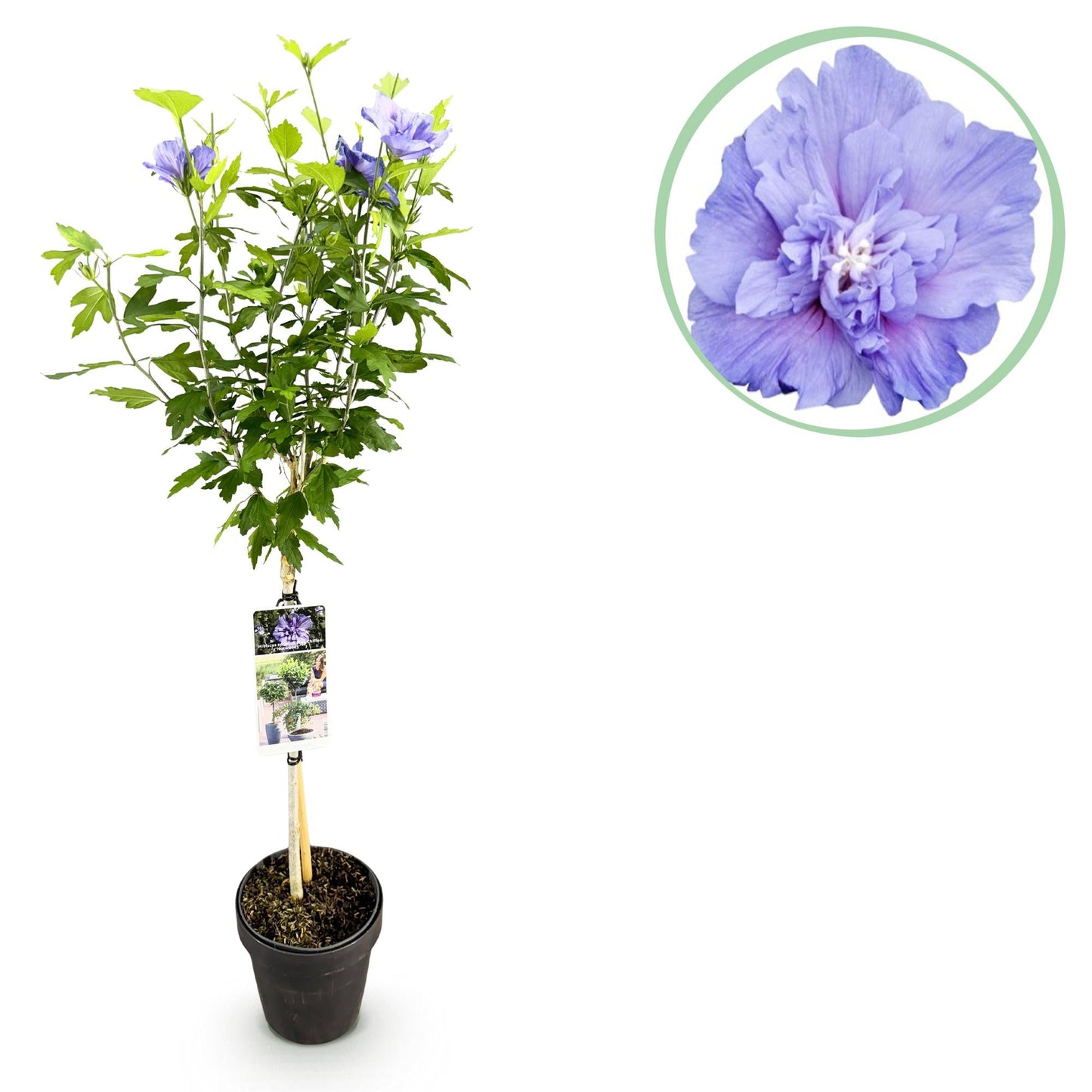 Hibiscus syriacus Blue Chiffon – Pflegeleichte Stamm-Pflanze mit großen blauen Blüten – Laubabwerfend – Ø19 cm – Höhe ca. 90 cm – Ideal für Terrasse & Balkon 