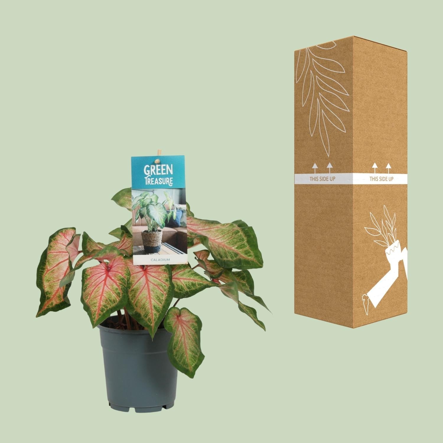 Caladium Rose – Angel Wings – Ø12cm – ↕25cm – Tropische Zimmerpflanze mit rosa-grünem Laub – Dekorativ & pflegeleicht – Für halbschattige Standorte 
