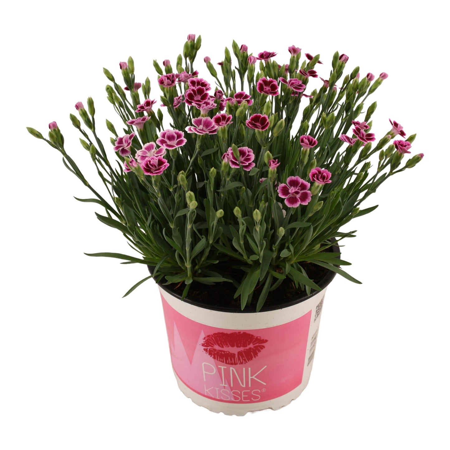 Dianthus Pink Kisses 17 CM © - Ø17cm - ↕40cm 