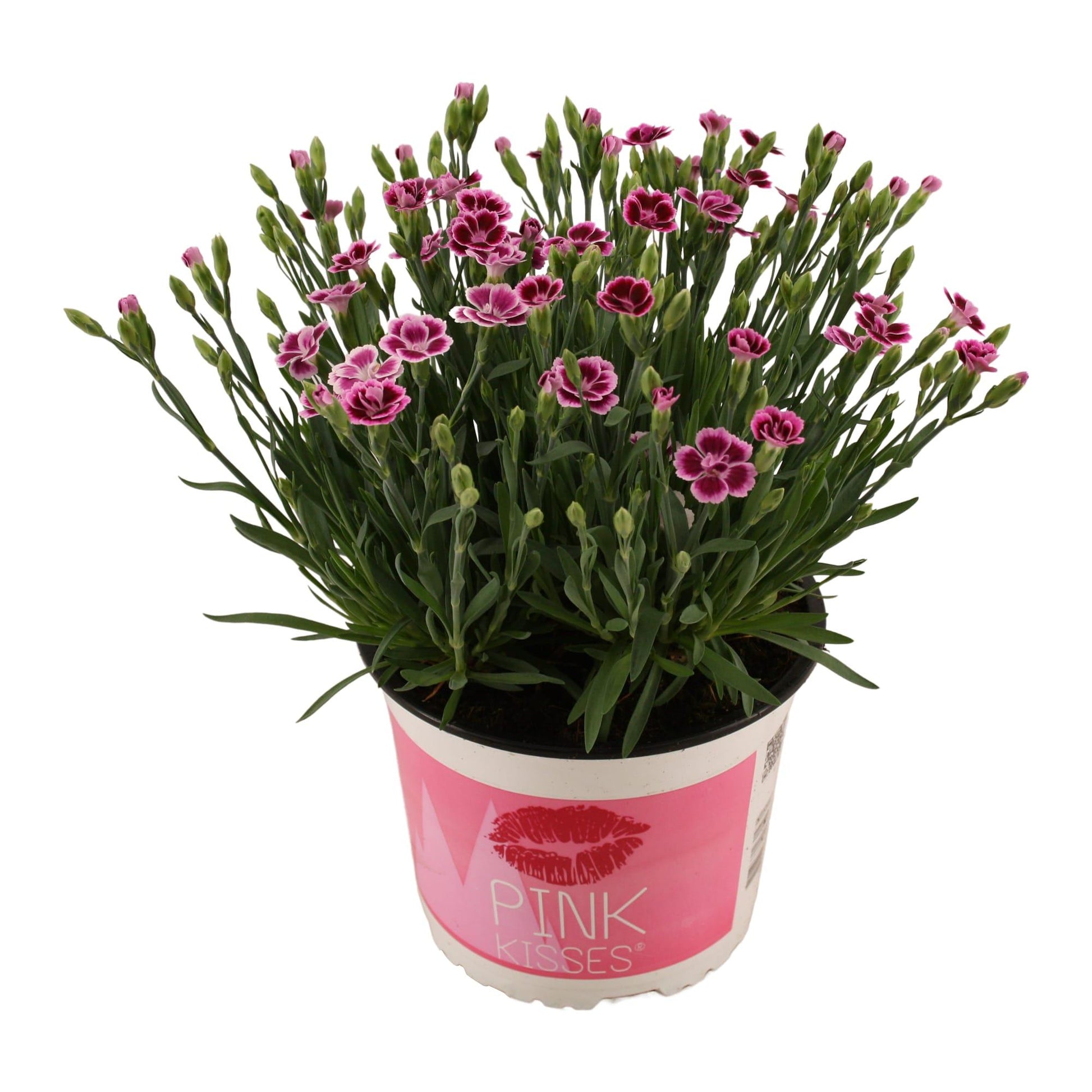 Dianthus Pink Kisses 17 CM © - Ø17cm - ↕40cm 