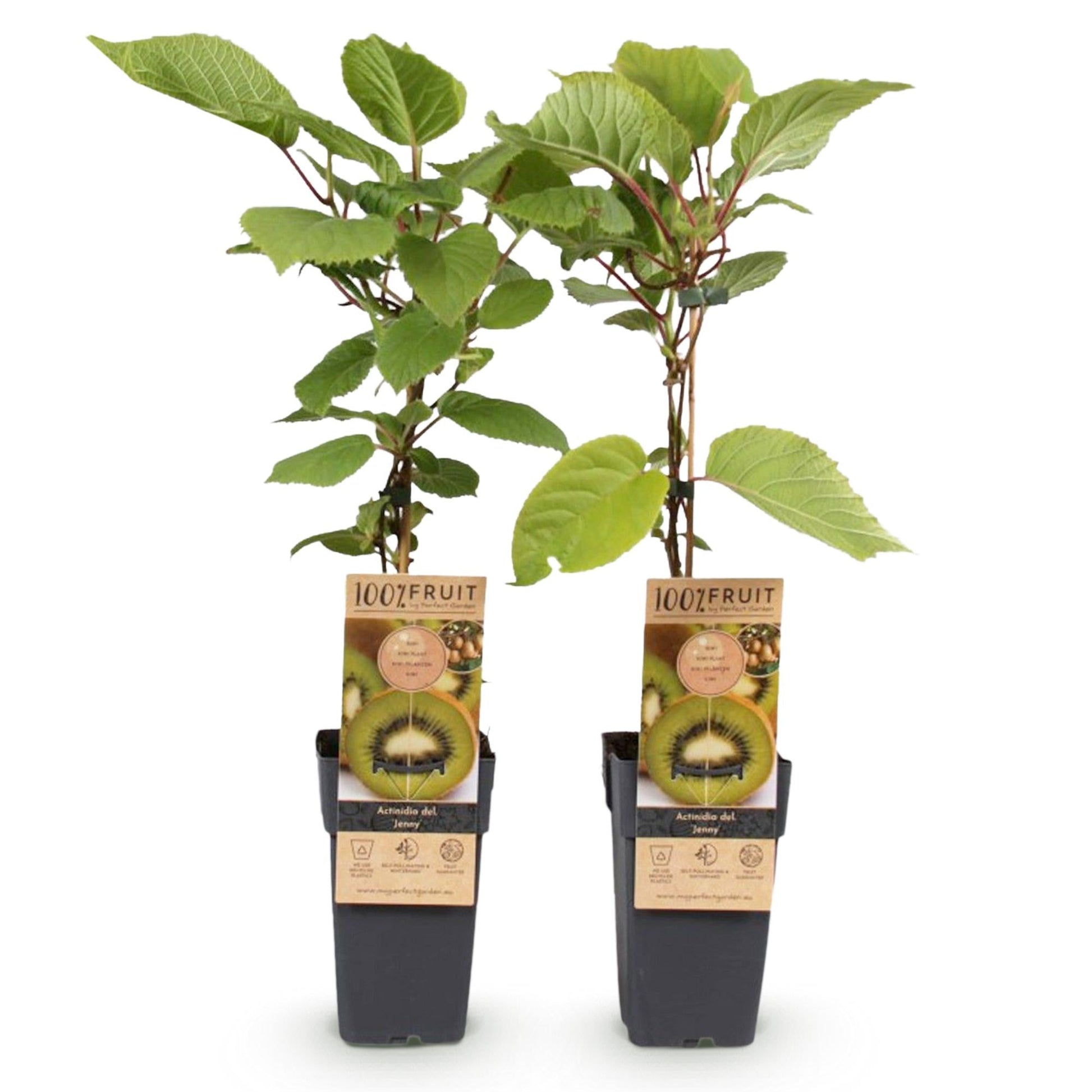 Kiwi Pflanze Actinidia deliciosa 'Jenny' – 2er-Set – Obstpflanze 15cm – ca. 50cm hoch – Selbstfruchtend – Für Garten & Balkon – Vitaminreiche grüne Kiwi 