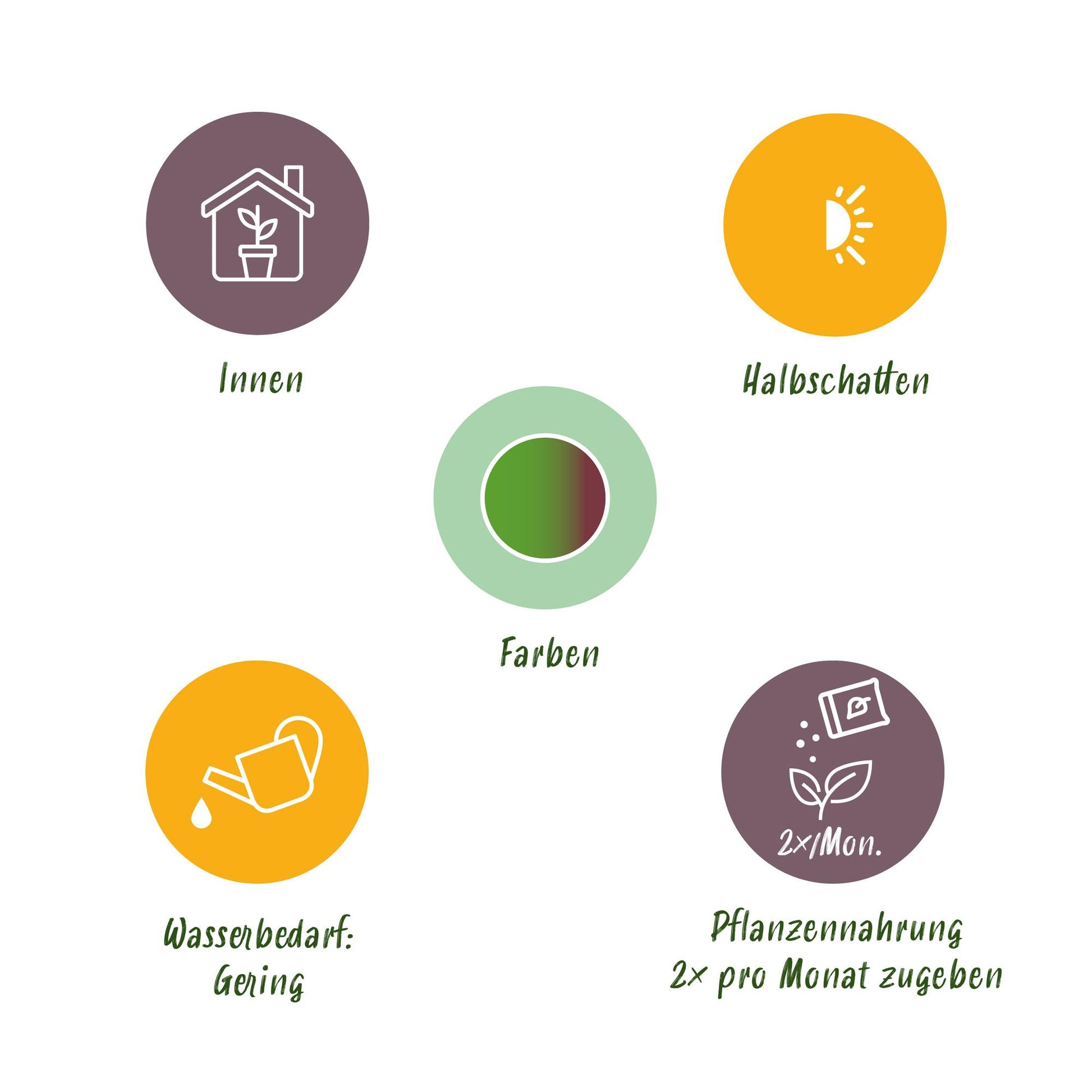 Green boutiQ - Zimmerpflanzen - Dracaena Marginata Bicolor - Drachenbaum - Wenig Pflege - Grün - braun - 1 Pflanze - Topf 17cm - Höhe 70-75cm 