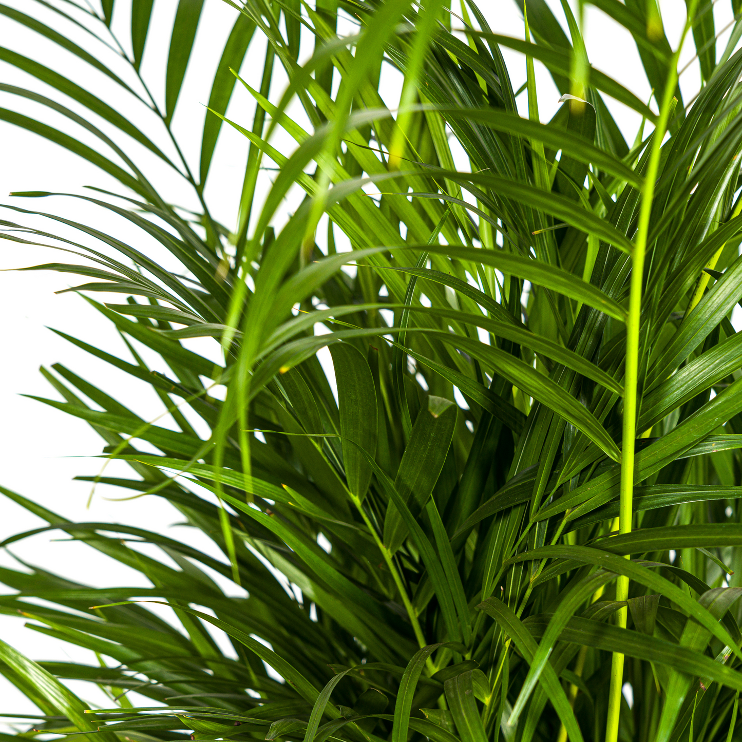 Dypsis Areca Lutescens mit Korb Ø21cm - ↕100 - 120cm 