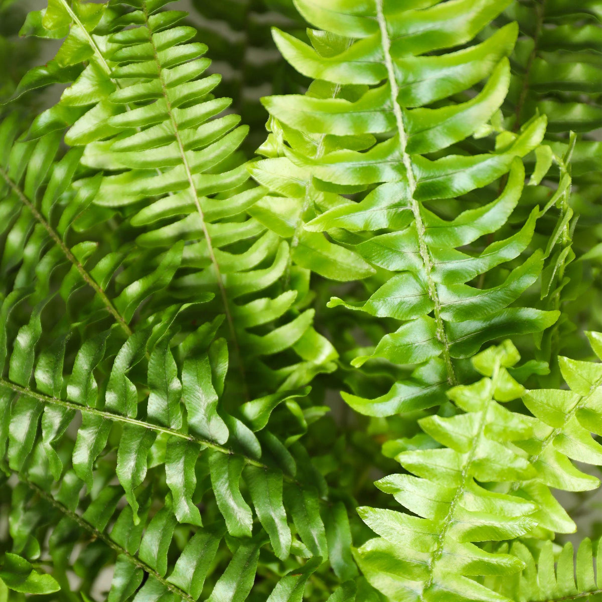 Nephrolepsis Exaltata Green Lady Farn – 2er Set Zimmerpflanze mit weißem Topf Ø12cm Höhe25cm – Haustierfreundliche Grünpflanze
