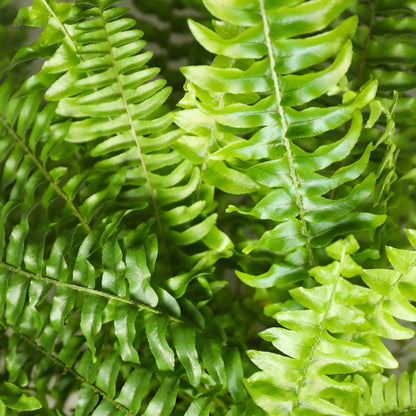 Nephrolepsis Exaltata Green Lady Farn – 2er Set Zimmerpflanze mit weißem Topf Ø12cm Höhe25cm – Haustierfreundliche Grünpflanze