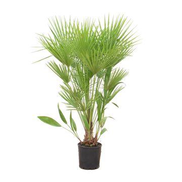 Grüne Zwergpalme - Chamaerops humilis - Zimmerpflanze - 170cm - Ø24cm
