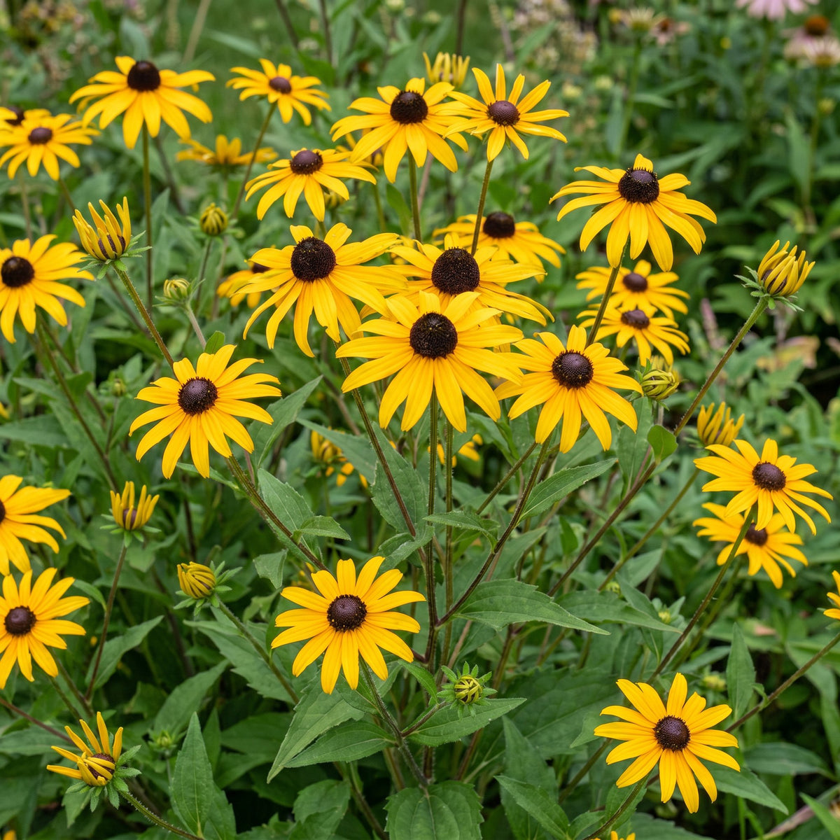 Sonnenhut 'Goldsturm' – Rudbeckia fulgida 'Goldsturm' – Topf Ø11cm – Bienenfreundliche Staude für Garten & Balkon