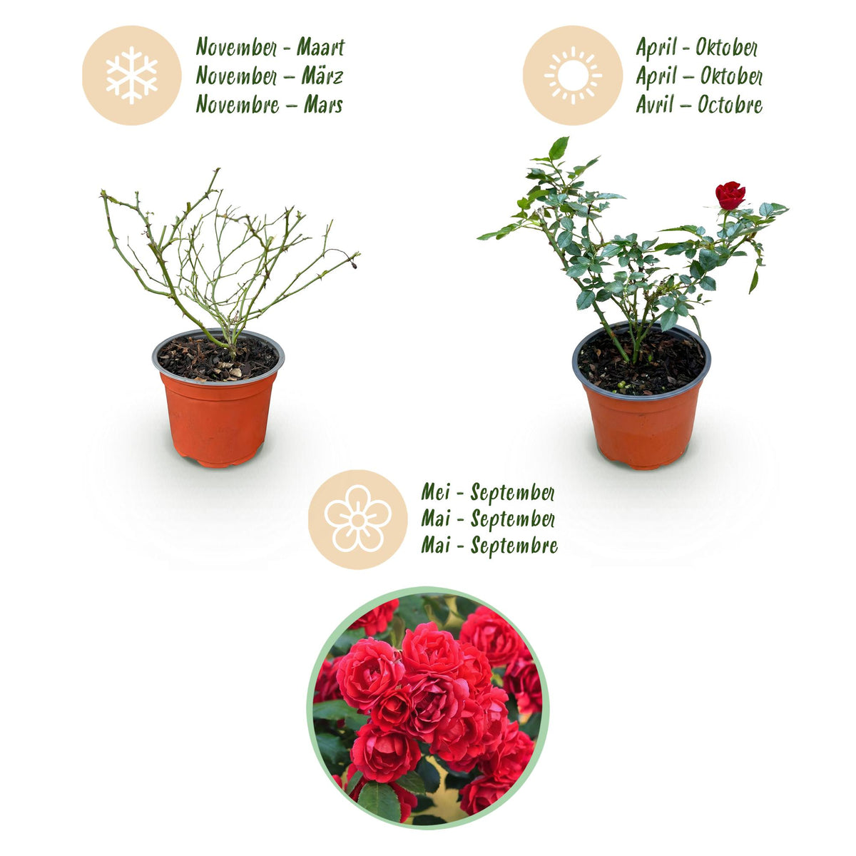 Green boutiQ - Garten Rose - Rosa Rote The Fairy - Rose - Winterhart - Rot - 3 Pflanzen - Topf 12cm - Höhe 20-25cm 