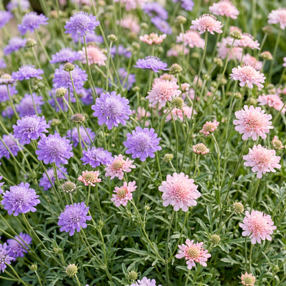 Skabiose-Duo – Scabiosa (Sortenmix) – 6 Pflanzen – Topf Ø11cm – Bienenfreundliche Staude für Garten & Balkon