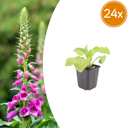 Roter Fingerhut Digitalis purpurea – 24 Pflanzen – 10-25cm – Ø9cm – Hohe Blütenstaude für Garten & Cottage-Beet – Bienenfreundliche Sommerpflanze