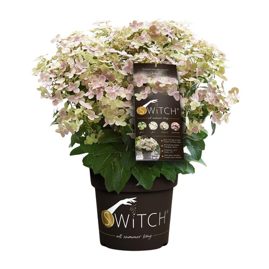 Rispenhortensie - Hydrangea pan. '(S)witch Ophelia' - Zimmerpflanze - Ø19cm - ↕25cm