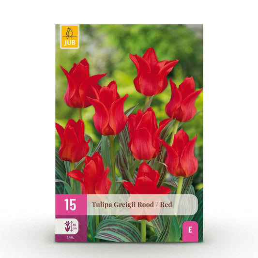 GreenboutiQ - Blumenzwiebeln - Tulp Greigii Red - Farbe Rot - 15 Stück - Zwiebelgröße 11/12 - XXL Pack 