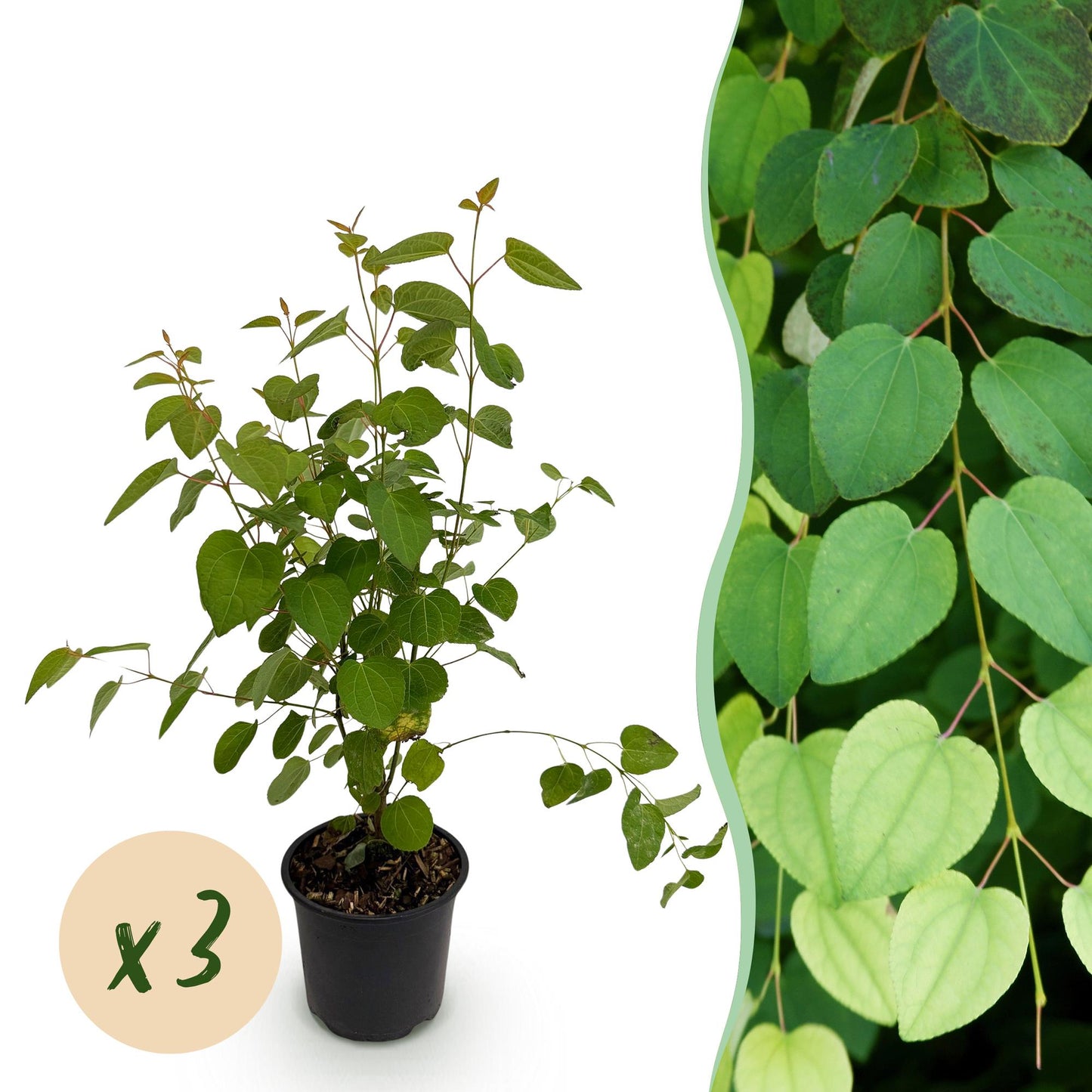 GreenboutiQ - Gartenpflanze - Cercidiphyllum japonicum - Grün 3 Pflanzen - Laubabwerfend - Wenig Pflege - Topf 12cm Höhe 35cm 
