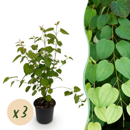 GreenboutiQ - Gartenpflanze - Cercidiphyllum japonicum - Grün 3 Pflanzen - Laubabwerfend - Wenig Pflege - Topf 12cm Höhe 35cm 