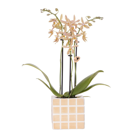 Spider-Orchidee Orange – Zimmerpflanze Ø9cm – inkl. Mosa Ziertopf – 2–3 Blütenstiele – Farbiger Blickfang für Wohnzimmer & Büro