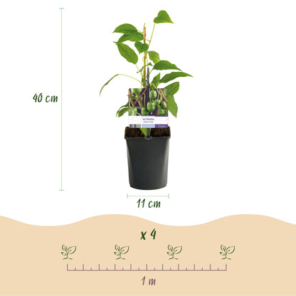 Kiwi - Actinidia arguta Issai - Obstpflanze - Grüne Frucht - 2 Pflanzen - Topf 11cm Höhe 40cm