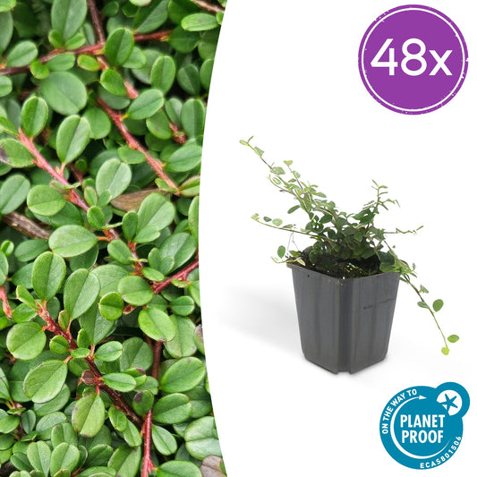 Cotoneaster prostratus 'Streib’s Findling' – 48 Pflanzen – Bodendecker – Ø9cm x ↕10–25cm – Immergrün – Weiße Blüten & rote Beeren – Für Sonne & Schatten – Pflegeleicht 