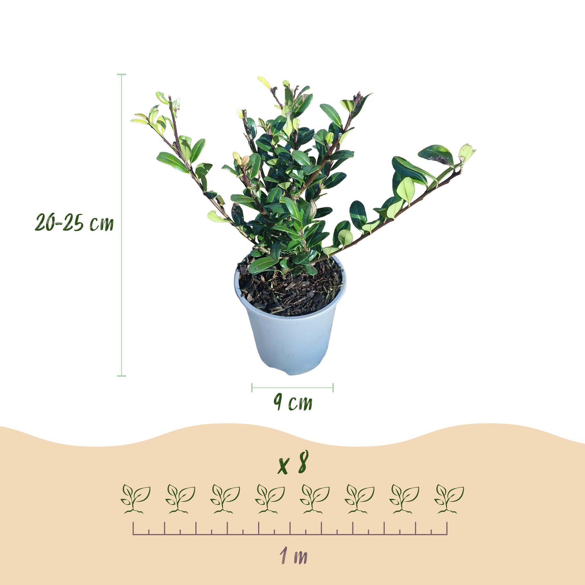 GreenboutiQ - Heckenpflanzen - Ilex crenata Caroline Upright - Blatt Grün - 8 Pflanzen - 1 Laufender Meter - Immergrün - Topf 9cm Höhe 25-30cm 