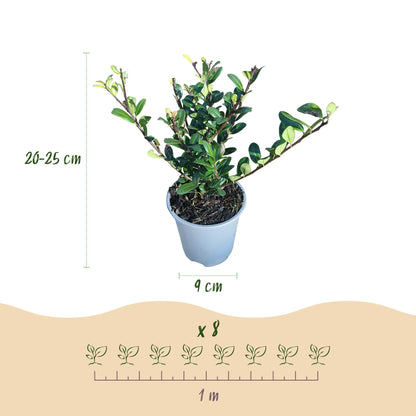 GreenboutiQ - Heckenpflanzen - Ilex crenata Caroline Upright - Blatt Grün - 8 Pflanzen - 1 Laufender Meter - Immergrün - Topf 9cm Höhe 25-30cm 