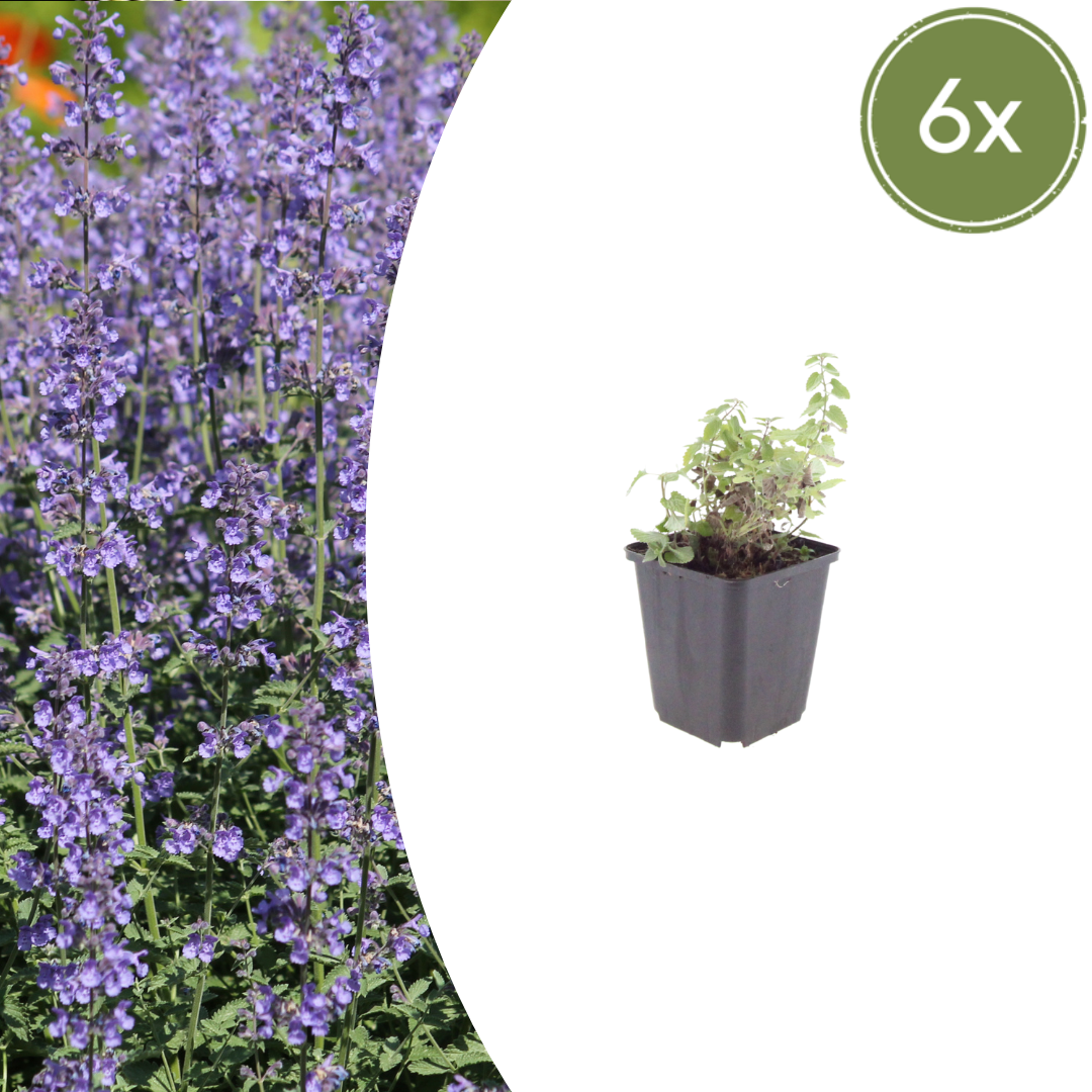 Nepeta Grol Katzenminze – 6 Pflanzen – Ø9cm – Höhe 10-25cm – Blauviolett blühende Staude – Bienenfreundlich – Für Beet, Rabatte & Steingarten