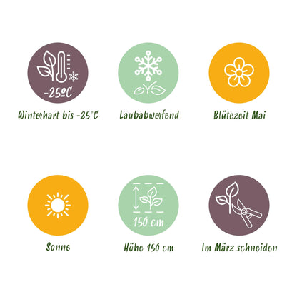 GreenboutiQ - Stamm-Pflanze - Syringa meyeri Palibin - Terrassenpflanze - Laubabwerfend - Winterhart - Lila Blüte - Topf 19cm Höhe 90cm 