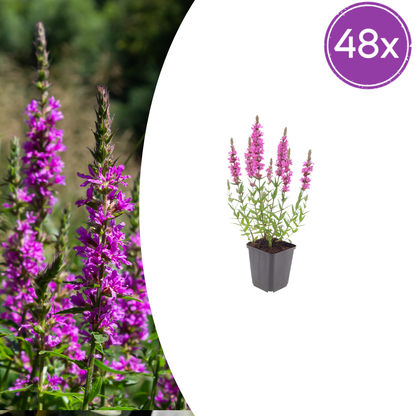 Lythrum salicaria Blutweiderich – 48 Pflanzen – Ø9cm – Höhe 10-25cm – Rosa Purpur Blütenähren – Winterharte Staude – Für Teichrand & Feuchtbeet