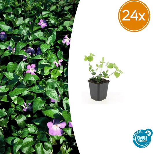 Vinca major – 24 Pflanzen – Großes Immergrün mit violett-blauen Blüten – Winterhart und pflegeleicht – Bodendecker für schattige Beete 