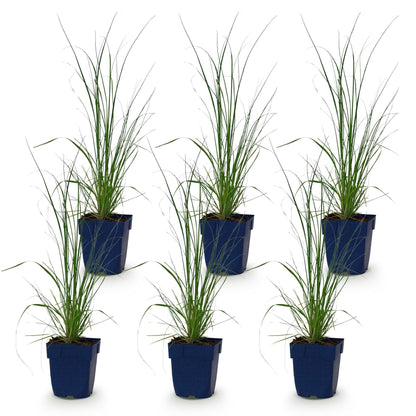 Zwerg-Pampasgras 'Pumila' – Cortaderia selloana 'Pumila' – 6 Pflanzen – Topf Ø11cm – Staude für Garten & Balkon