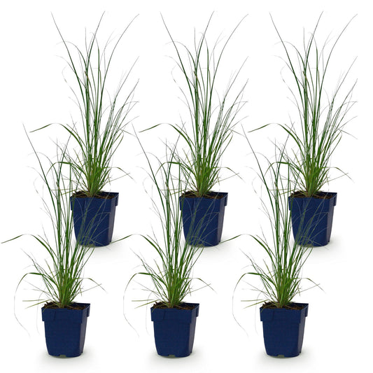 Zwerg-Pampasgras 'Pumila' – Cortaderia selloana 'Pumila' – 6 Pflanzen – Topf Ø11cm – Staude für Garten & Balkon