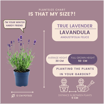 Echter Lavendel - Lavandula angustifolia Felice® - 12 cm Topf - 24 Stück