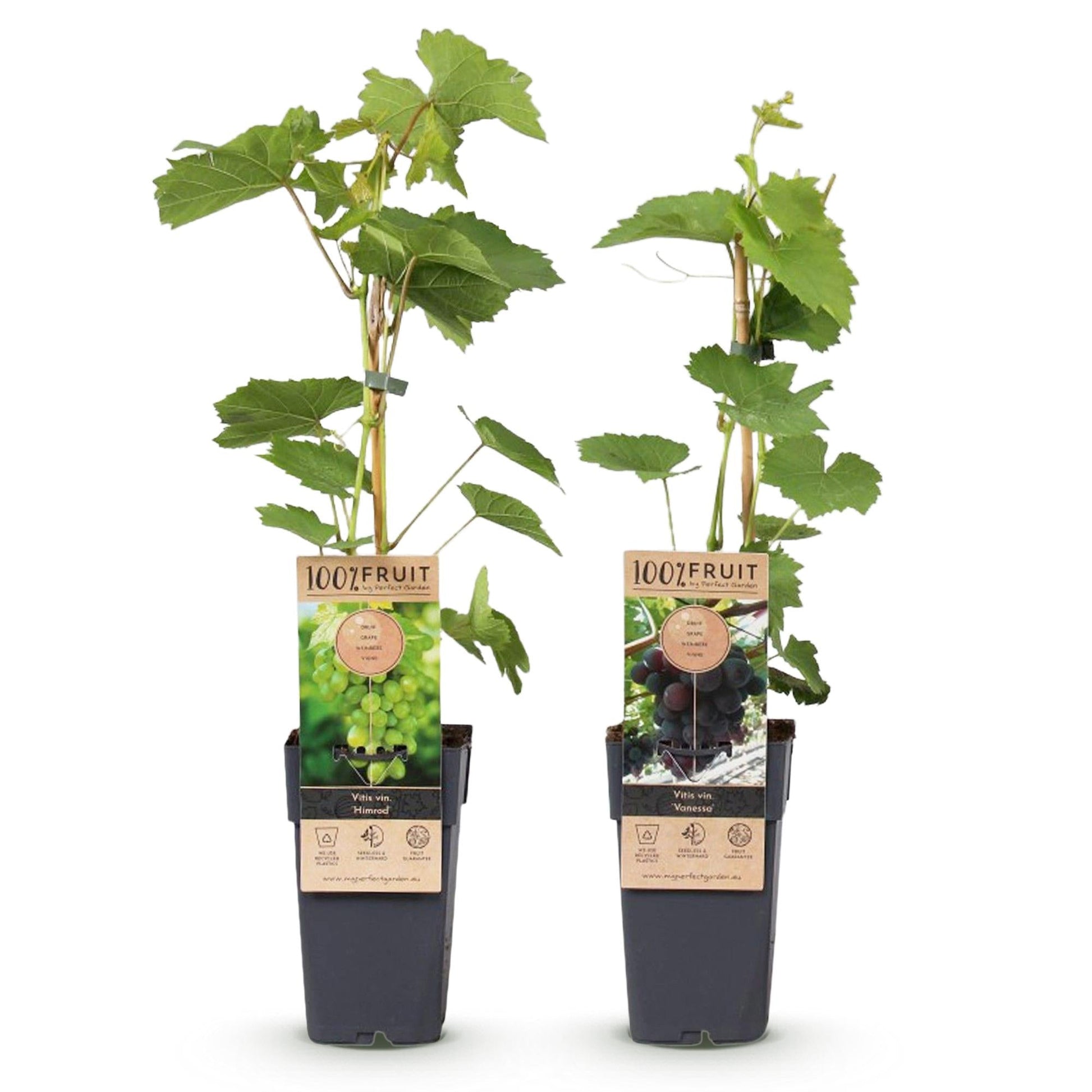 Weinrebe – Vitis vinifera Vanessa & Himrod – Kernlose lila & weiße Trauben – 2 Pflanzen – Obstpflanze – 15cm – Höhe 50cm 