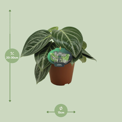 Zwergpfeffer - Peperomia Sarcophylla - Zimmerpflanze - Ø15cm - ↕25cm