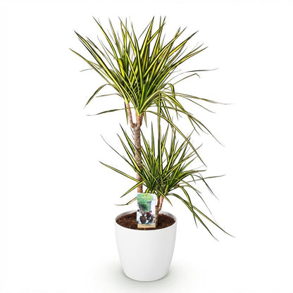 Green boutiQ - Zimmerpflanzen - Dracaena Sunray - Drachenbaum - Wenig Pflege - Grün - Gelb - 1 Pflanze - mit Potter Weiß - Topf 21cm - Höhe 90-100cm 