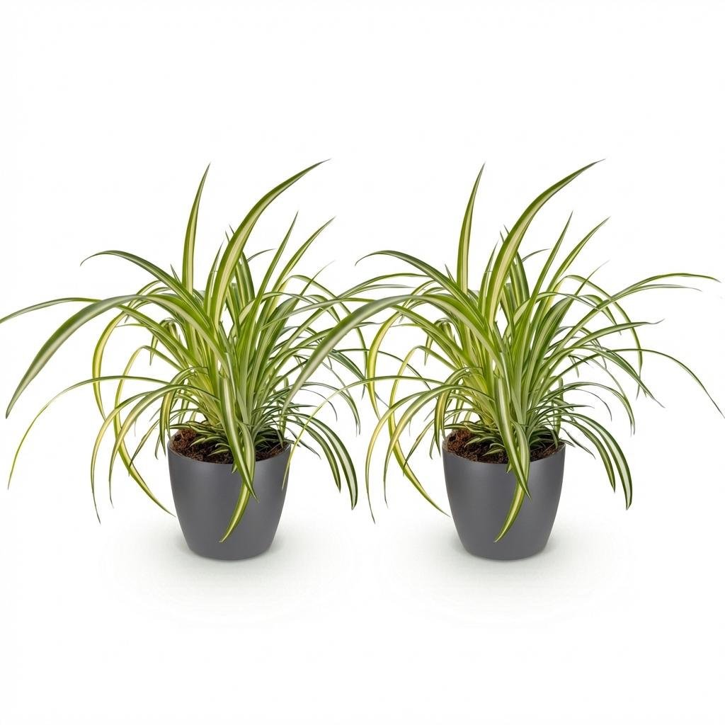 Green boutiQ - Zimmerpflanze - Chlorophytum comosum Variegatum - Bunte Graslilie - Haustierfreundliche Pflanze - Grün - 2 Pflanzen - mit Potter Grau - Topf 12cm - Höhe 20cm 